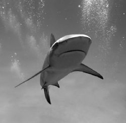 Caribbean Reef Shark. Taken freediving - every time I dov... by Katherine Destefano 
